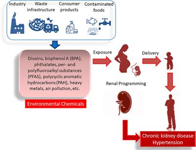 Adverse Impact of Environmental Chemicals on Developmental Origins of Kidney Disease and Hypertension